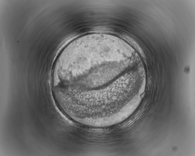 X0000097880855200804110949