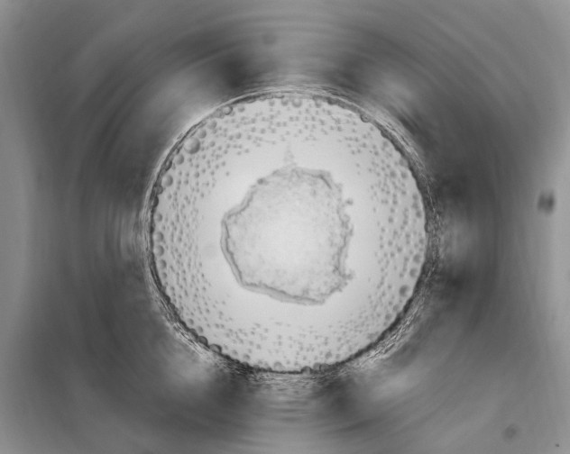 X0000097880856200804110949