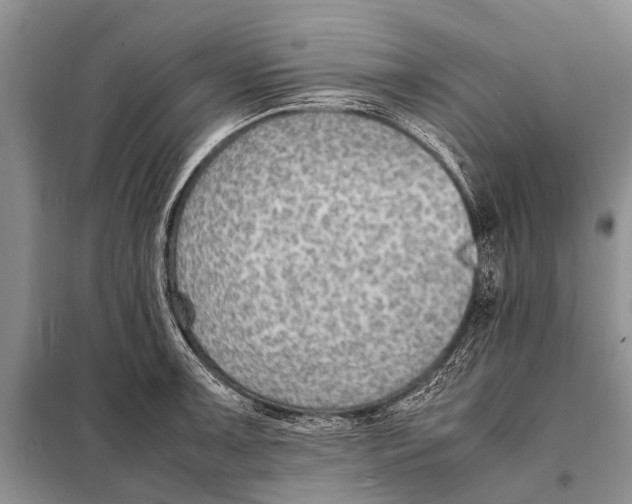 X0000097881091200804110944