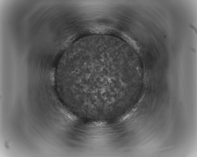 X0000097890065200803281255