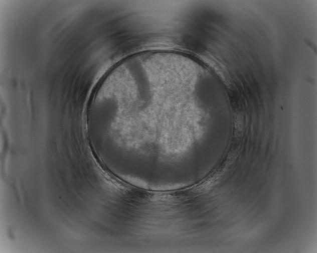 X0000097891466200803281235