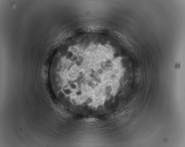 X0000097890695200804041310