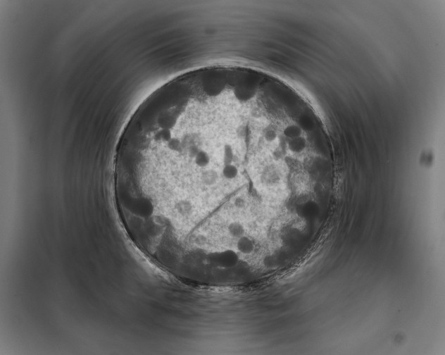 X0000097890903200804041307