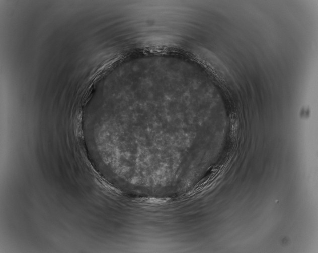 X0000097891060200804041305