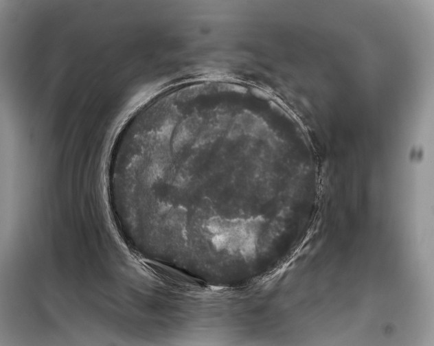 X0000097890055200804111029