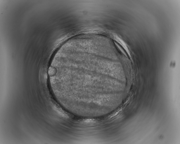 X0000097890059200804111029