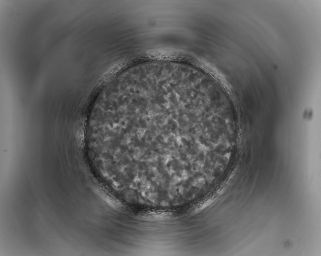 X0000097890065200804111029