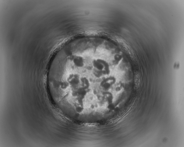 X0000097890495200804111022