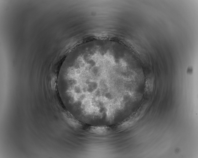 X0000097890671200804111020