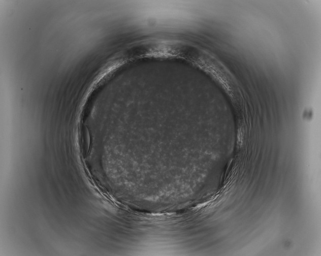 X0000097890724200804111017