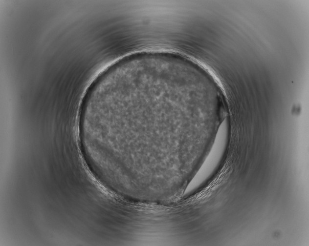 X0000097890935200804111015