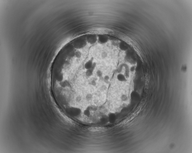 X0000097891083200804111012