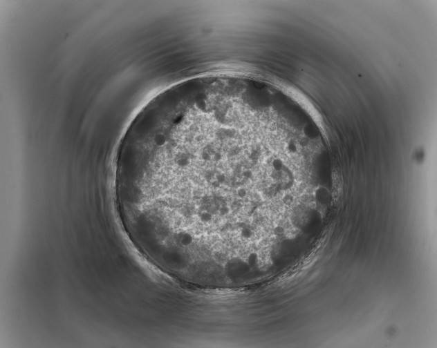 X0000097891099200804111012