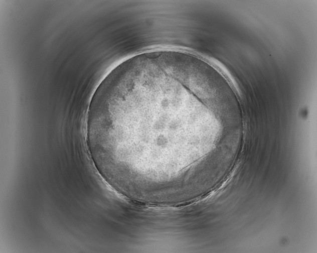 X0000097891244200804111009