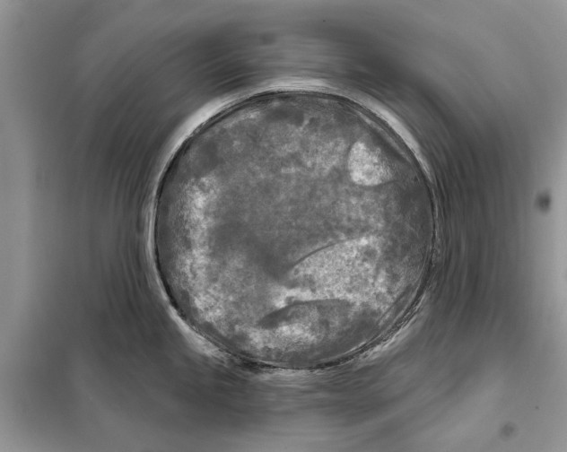 X0000097891245200804111009