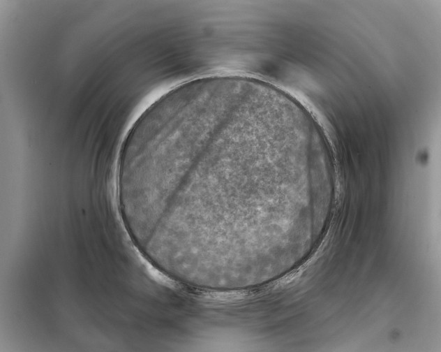 X0000097891294200804111008