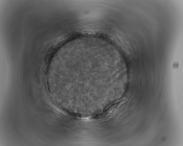 X0000097891297200804111007