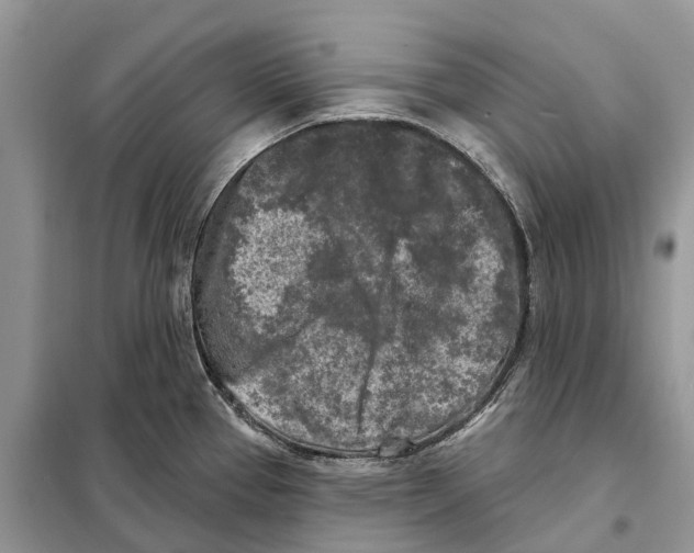 X0000097891337200804111007