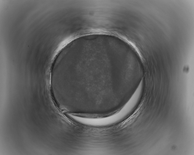 X0000097891365200804111007