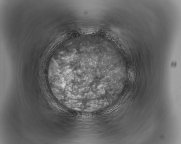 X0000097891393200804111005