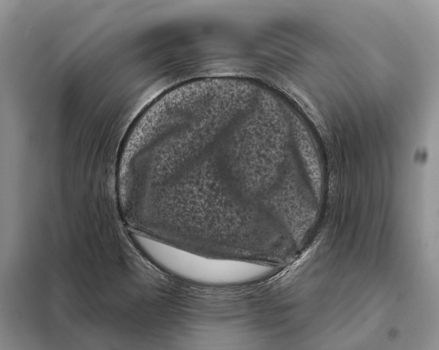 X0000097891465200804111005