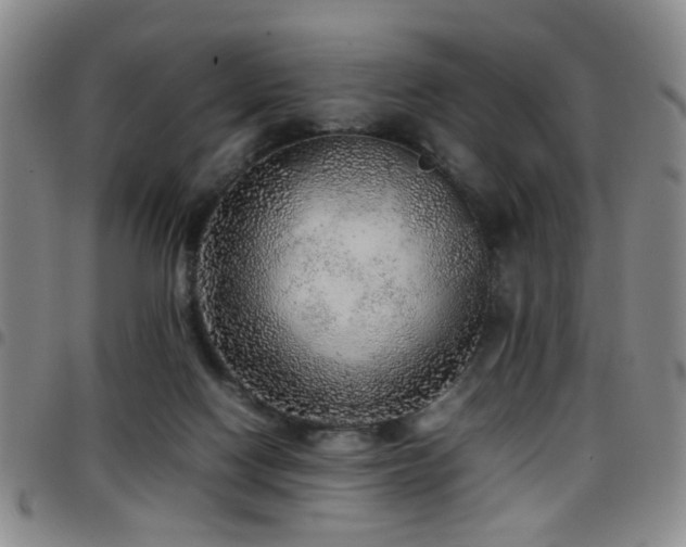 X0000097900074200803141404