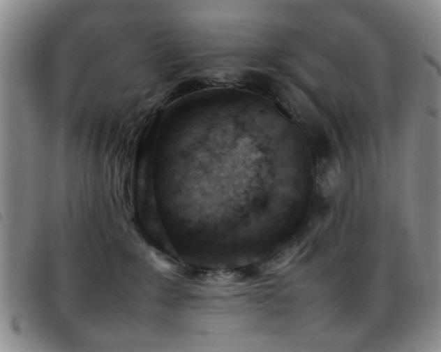 X0000097900235200803141401