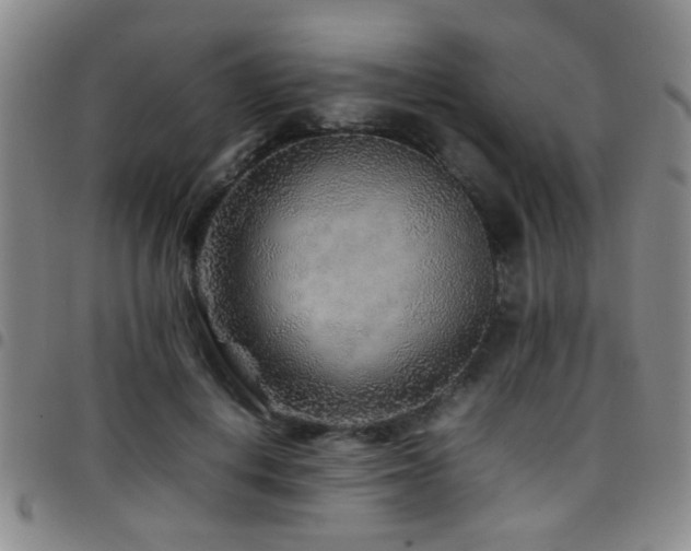 X0000097900648200803141355