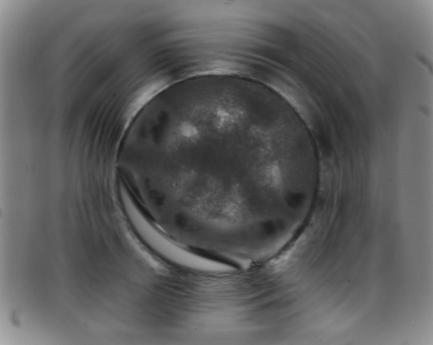X0000097900850200803141353
