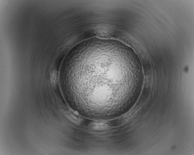 X0000097900093200803211451