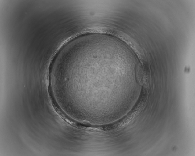 X0000097900434200803211445