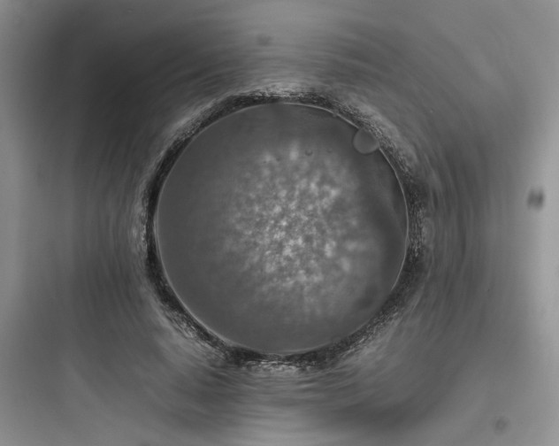 X0000097900640200803211442