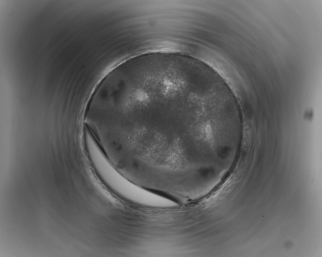 X0000097900850200803211439