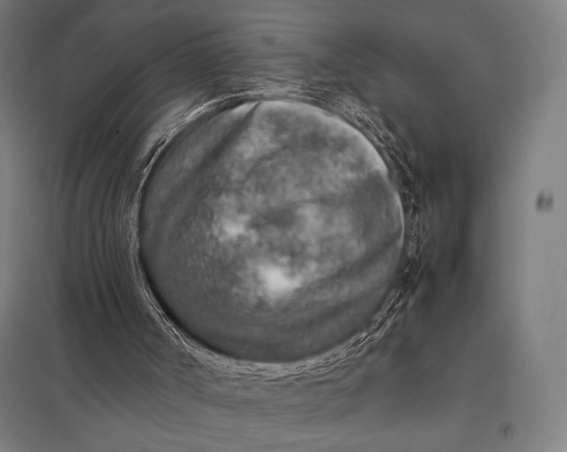 X0000097900002200803281350