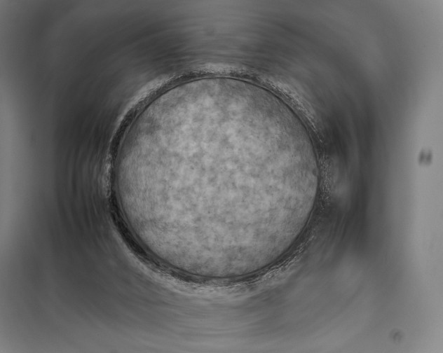 X0000097900016200803281350