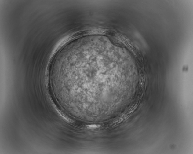 X0000097900053200803281349