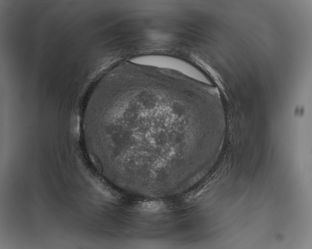 X0000097900067200803281349