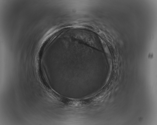 X0000097900295200803281345