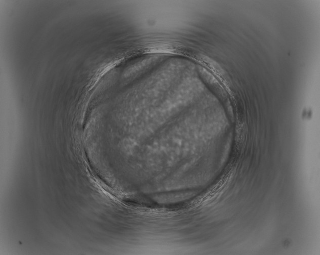 X0000097900385200803281344