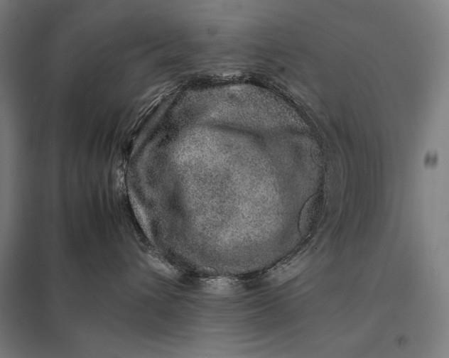 X0000097900432200803281343