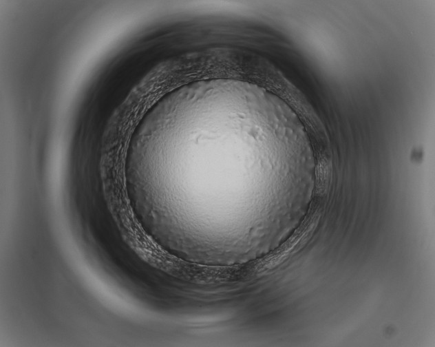 X0000097900765200803281339