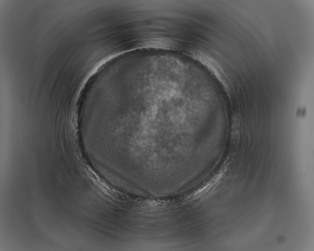 X0000097900923200803281336