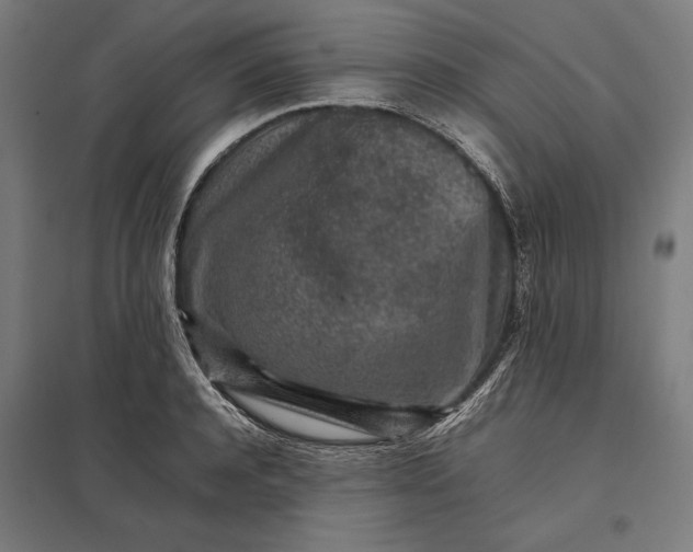 X0000097900944200803281336