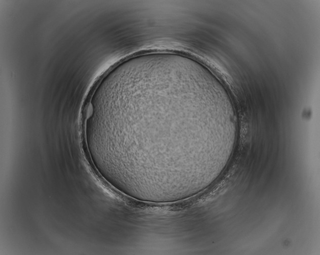 X0000097900990200803281335