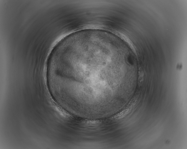 X0000097901035200803281335