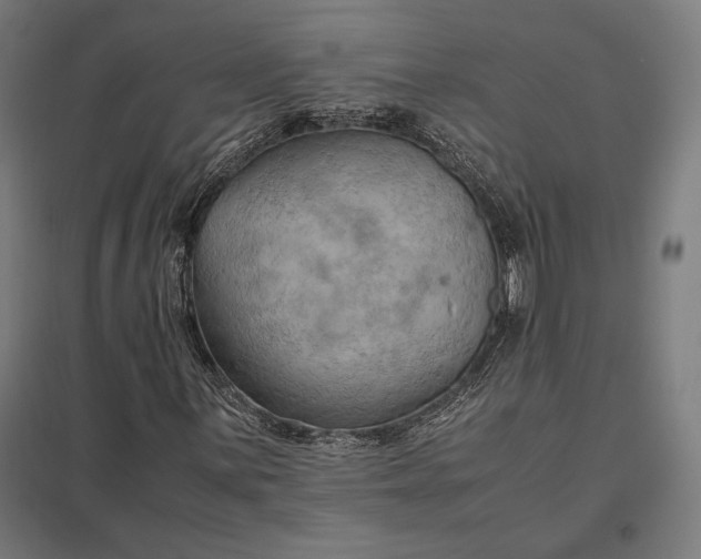 X0000097901059200803281334