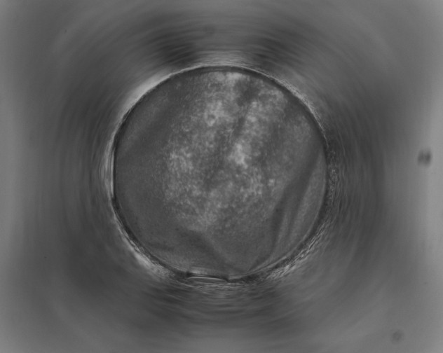 X0000097901127200803281333