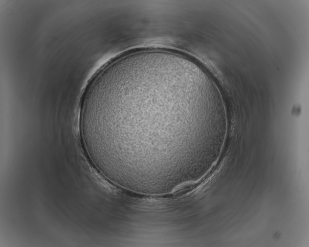 X0000097901224200803281332