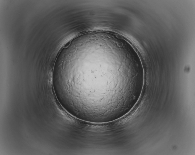 X0000097901241200803281332