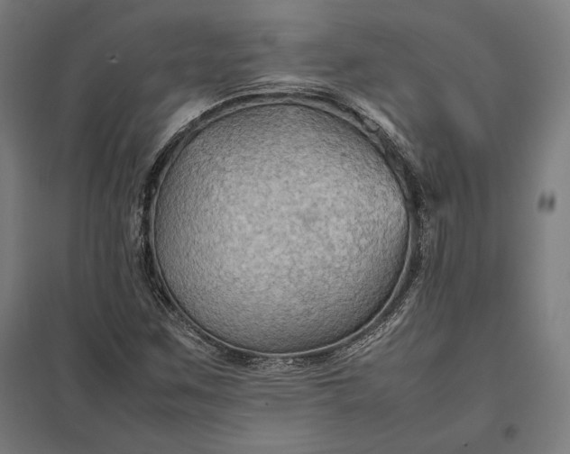 X0000097901259200803281331